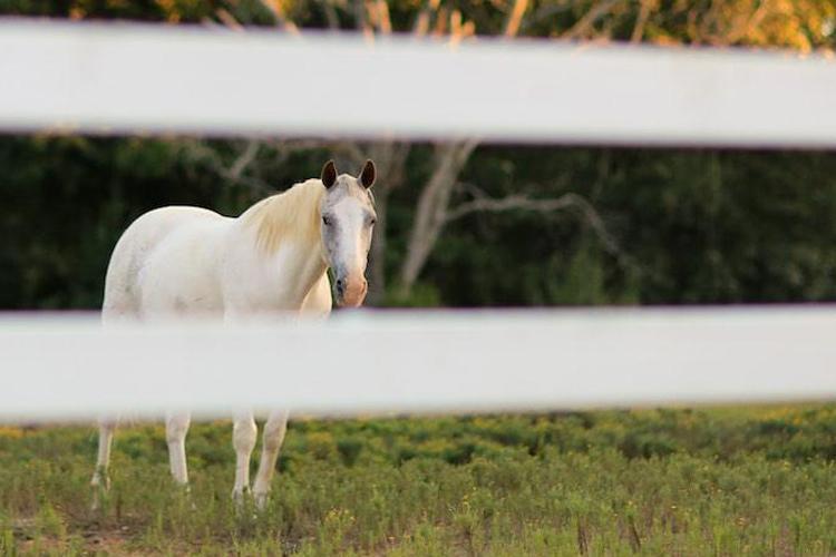 Meadow View Farm Bed & Breakfast Hernando Εξωτερικό φωτογραφία