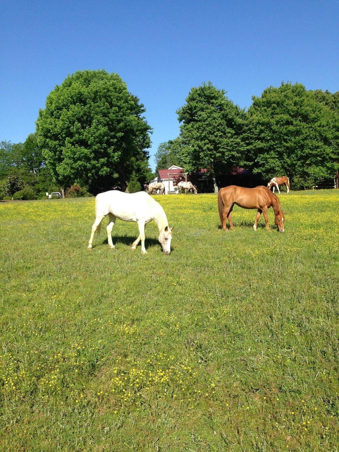 Meadow View Farm Bed & Breakfast Hernando Εξωτερικό φωτογραφία